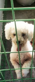 영천유기동물보호센터_447510202300345